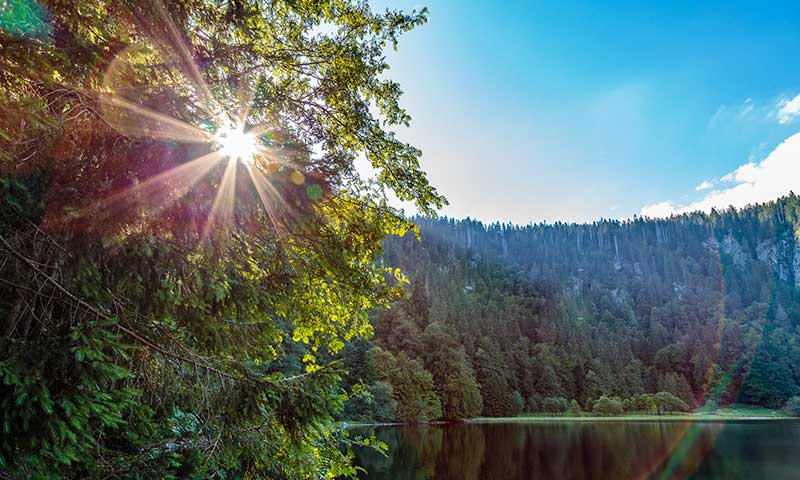 Qualité haut de gamme en provenance de la Forêt-Noire